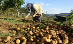 Giresun yaylalarında patates hasadı başladı