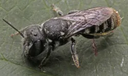 Yeni arı türü keşfedildi! Lucifer