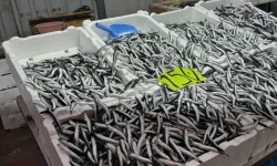 Hava şartları hamsi fiyatını yükseltti!