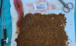 Manisa’da safra kesesinden 20 binden fazla taş çıkarıldı