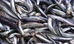 Hamsinin  kilosu  50 TL’ye  düştü