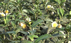 Çay çiçeği çayı için dikkat çeken gelişme