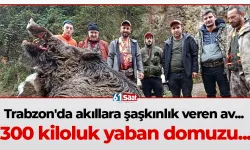 Trabzon'da akıllara şaşkınlık veren av... 300 kiloluk yaban domuzu...