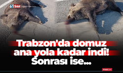 Trabzon'da domuz ana yola kadar indi! Sonrası ise...