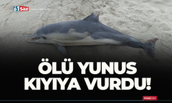 Ölü yunus kıyıya vurdu!