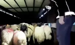 Hayvanların karın boşluklarına uyuşturucu gizlediler!