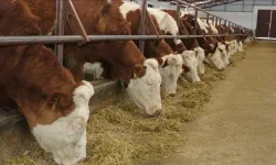 Şap hastalığıyla mücadelede  'arilik' şartı dönemi başladı