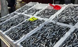 Hamsi 150 liradan alıcı buldu