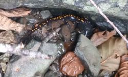 Artvin Şavşat’ta koruma altındaki Kafkas semenderi görüntülendi