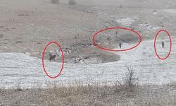 Bayburt’ta kurt sürüleri köy yerleşimlerine indi