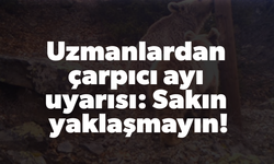 Uzmanlardan çarpıcı ayı uyarısı: Sakın yaklaşmayın!