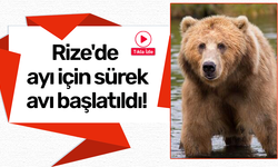 Rize'de ayı için sürek avı başlatıldı!