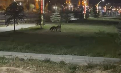 Şehir merkezinde tilki oyunu!