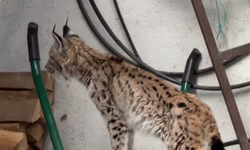 Yolunu şaşıran vaşak ilçe merkezine indi