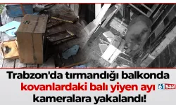 Trabzon'da tırmandığı balkonda kovanlardaki balı yiyen ayı kameralara yakalandı!