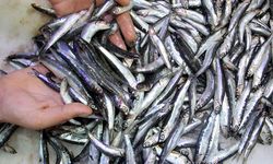 Karadeniz'de hamsi bereketi yaşanıyor