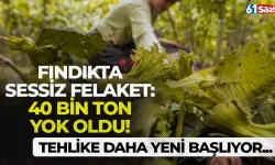 Fındıkta sessiz felaket: 40 bin ton yok oldu! Tehlike daha yeni başlıyor...