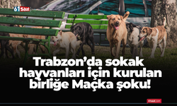 Trabzon’da sokak hayvanları için kurulan birliğe Maçka şoku!