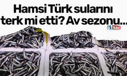 Hamsi Türk sularını terk mi etti? Av sezonu…