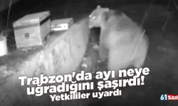 Trabzon'da ayı neye uğradığını şaşırdı! Yetkililer uyardı