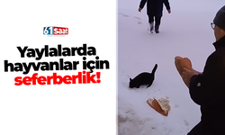 Yaylalarda hayvanlar için seferberlik!