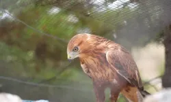 11 bin yaban hayvanı tedavi edilerek doğaya salındı