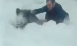 Sinop’ta bir vatandaş yaban domuzu sürüsüne dalıp eliyle yakaladı