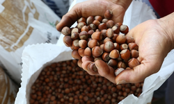 Trabzon'dan 2025'te 553 milyon dolarlık fındık ihraç edildi!