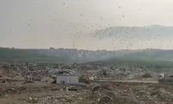 Katı Atık Tesisi’nde vahşi toplama cezasız kalmadı!