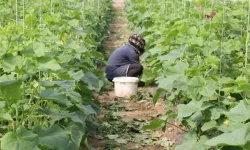 Çiftçinin yüzü güldü! Devlet yüzde 50 hibe desteği sağlayacak