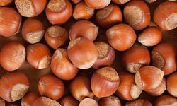 Türk fındığı 2025’te 122 ülkede alıcı buldu