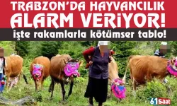 Trabzon'da hayvancılık alarm veriyor! İşte rakamlarla kötü tablo...