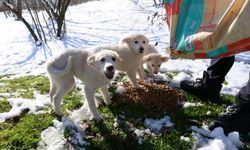 Ortahisar'da sokak hayvanları unutulmadı