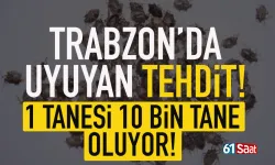 Trabzon'da uyuyan tehdit! 1 tanesi 10 bine kadar çoğalıyor...