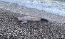 İzmir’de sır olay: Sahile vurmuş çocuk cesedi bulundu