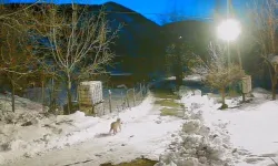 Artvin’de aç kalan yaban hayvanları köye indi