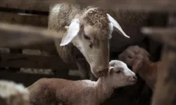 Küçükbaş hayvancılığa destek projesi.. 150 bin hayvan dağıtılacak