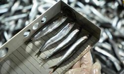 Karadeniz'de avcılık denetimlerinde ceza yağdı: 2,6 milyon TL’yi aştı!