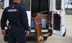 Ordu'nun kahraman  patileri: Suçlulara göz açtırmıyor!