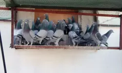 Kayıp güvercini bulana 75 bin lira ödül