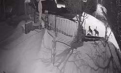 Artvin’de aç kalan kurt sürüsü yerleşim alanına indi