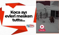Koca ayı evleri mesken tuttu