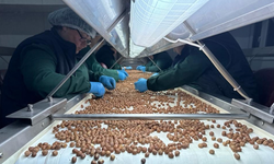 Trabzon'un fındık ihracatı yılın ilk ayında 26,7 milyon doları aştı