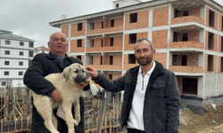 Baba oğul, çatıda ölümün eşiğindeki yavru köpeği kurtardı!