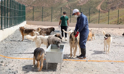Sokak hayvanları toplatıldı