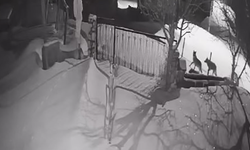 Artvin’de aç kalan kurt sürüsü yerleşim alanına indi