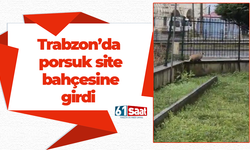 Trabzon’da porsuk site bahçesine girdi