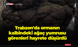 Trabzon'da ormanın kalbindeki ağaç yumrusu görenleri hayrete düşürdü