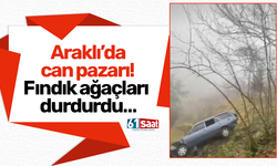 Araklı’da can pazarı! Fındık ağaçları durdurdu…