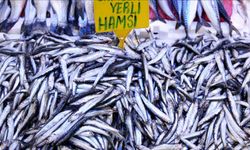 Hamsinin izini süren Karadenizli balıkçılar rotalarını çevirdi
